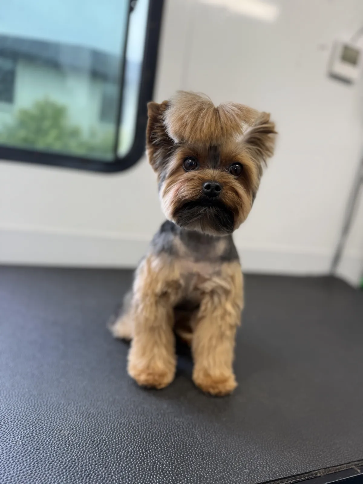 Freshly groomed dog from Pooch Wagon gallery