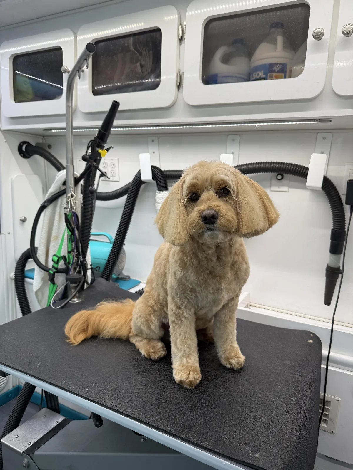 Styled dog from Pooch Wagon gallery