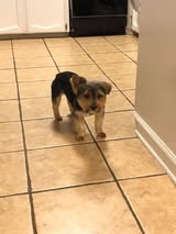 Recently groomed dog shared by a Poochie Bella's Grooming customer