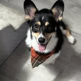 Freshly groomed dog from Poochies Palace Mobile Grooming