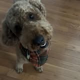 Another groomed pet from Poochies Palace Mobile Grooming