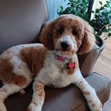 Posh Paws Grooming LLC grooming photo