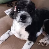 Posh Paws Grooming LLC pet grooming image