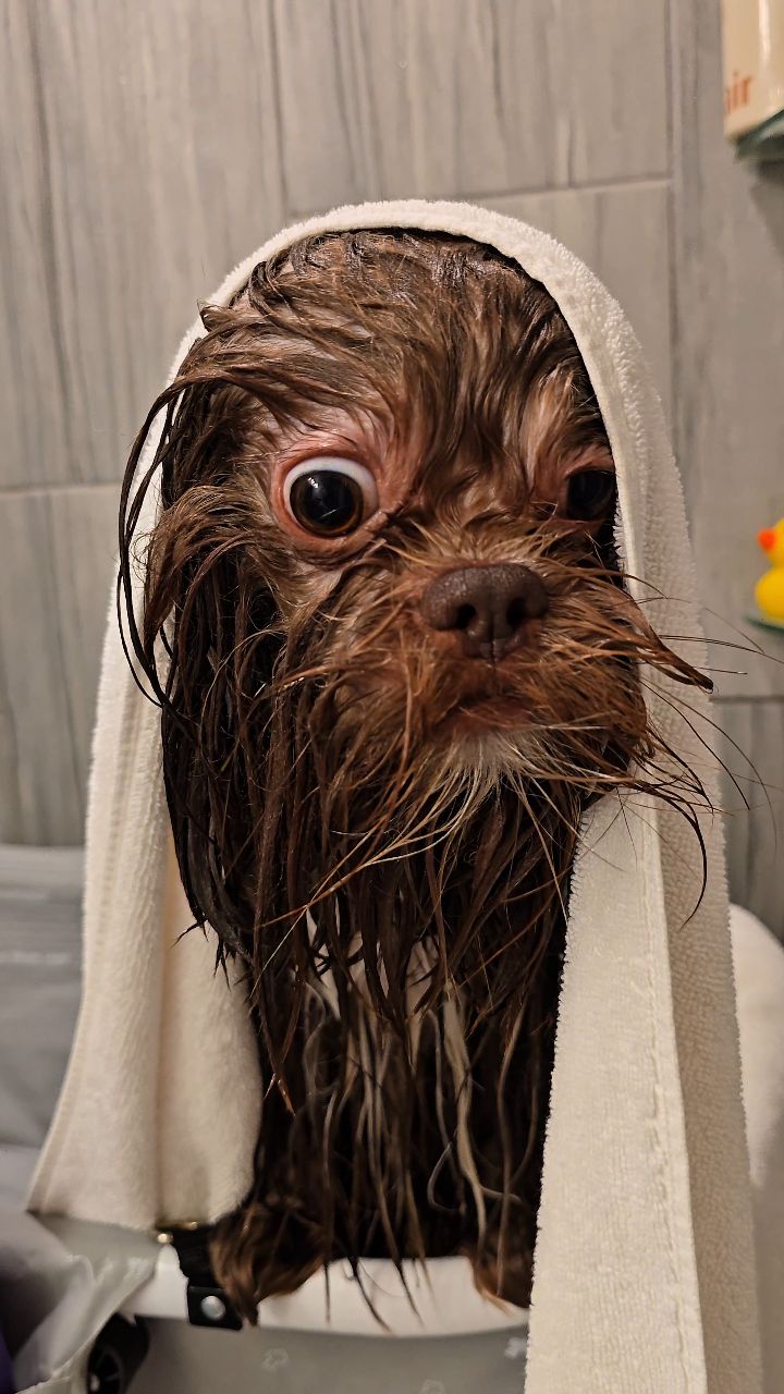 Posh Paws Grooming LLC Instagram reel thumbnail