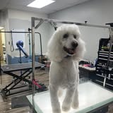 Recent groomed pet image from Posh Pooch Grooming