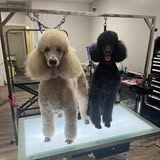 Another pet grooming photo from Posh Pooch Grooming