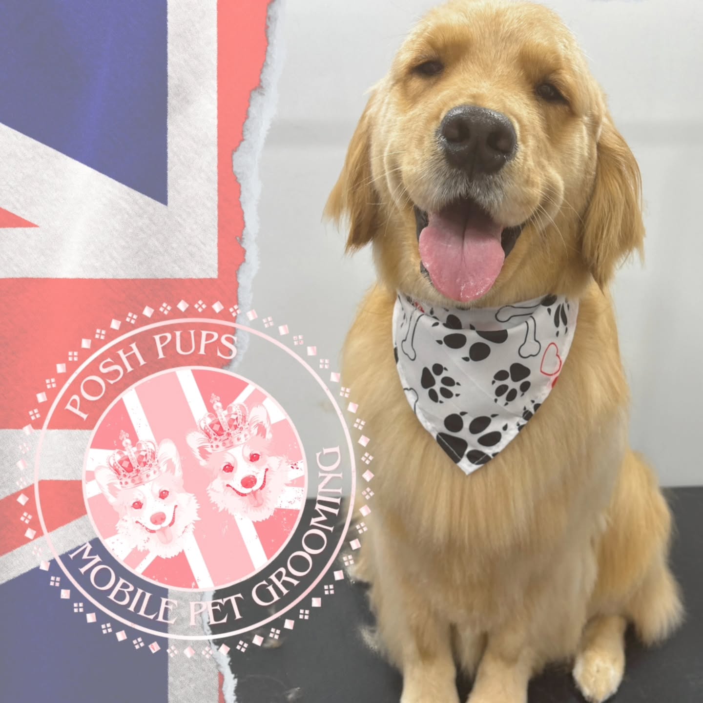 Recently groomed dogs from Posh Pups NWA