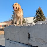 Preece's Pretty Paws recent grooming image