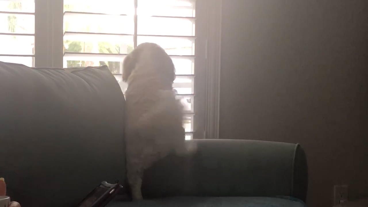 Premier Pet Care Services