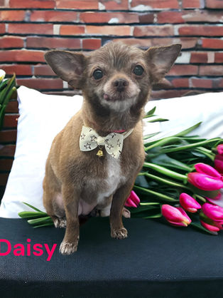 Pretty Paws groomed dog portrait