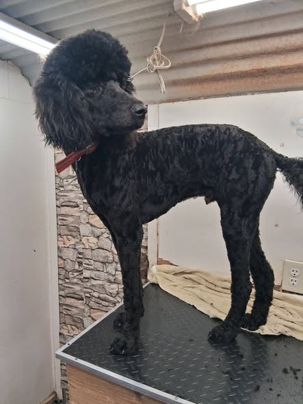 Freshly groomed pet from Pretty Paws Mobile Pet Spa LLC