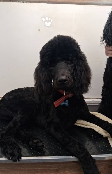 Additional groomed pet photo from Pretty Paws Mobile Pet Spa LLC