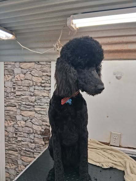 Third recent pet grooming image from Pretty Paws Mobile Pet Spa LLC