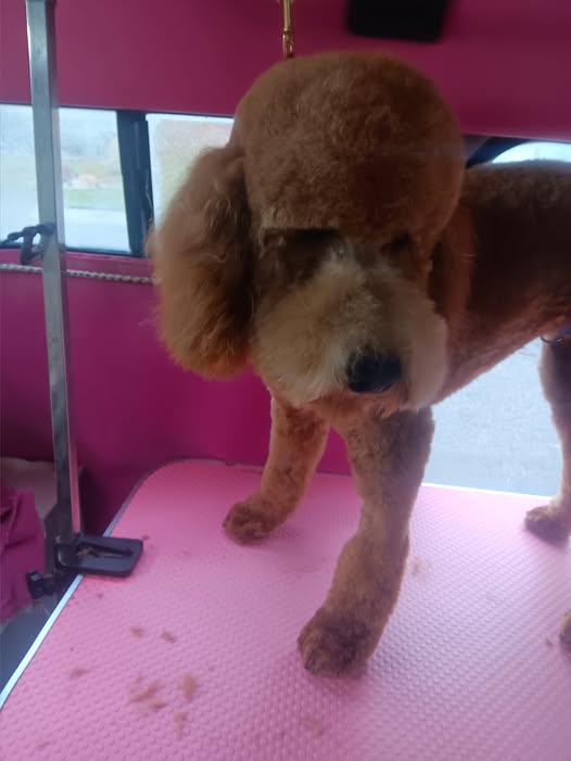 Pretty Pets Mobile Grooming photo from the business Facebook page