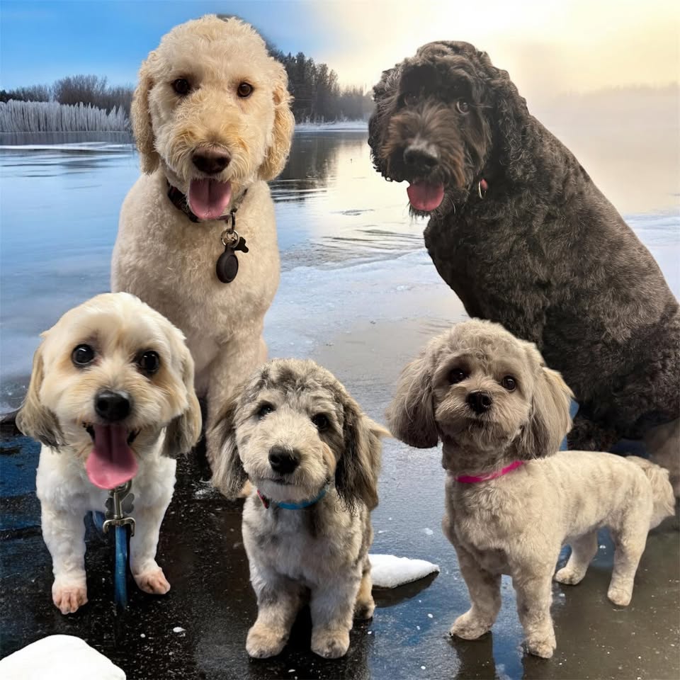 Princess and the Hound