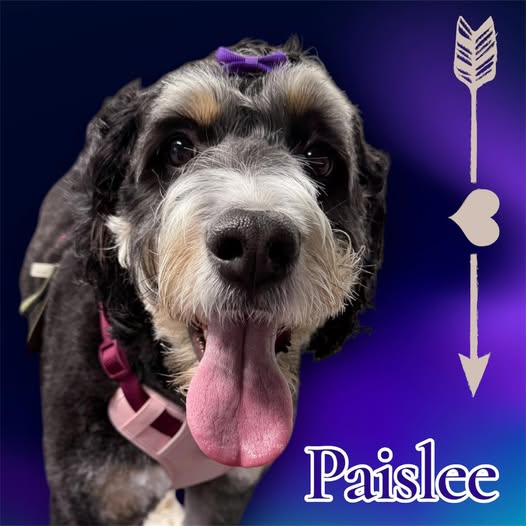 Recent groomed dog photo from Princess and the Hound