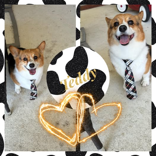 Puffy Paws gallery image 1