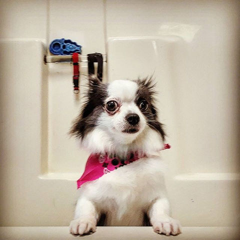 Pup In The Tub