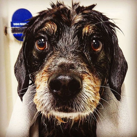 Another dog groomed by Pup In The Tub