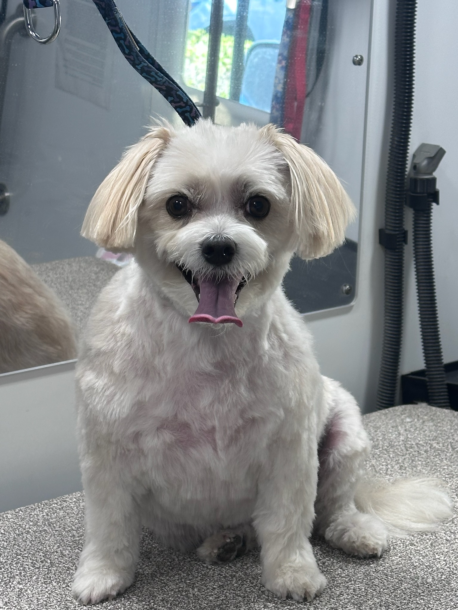 Dog receiving luxury mobile grooming service from Pup Scouts