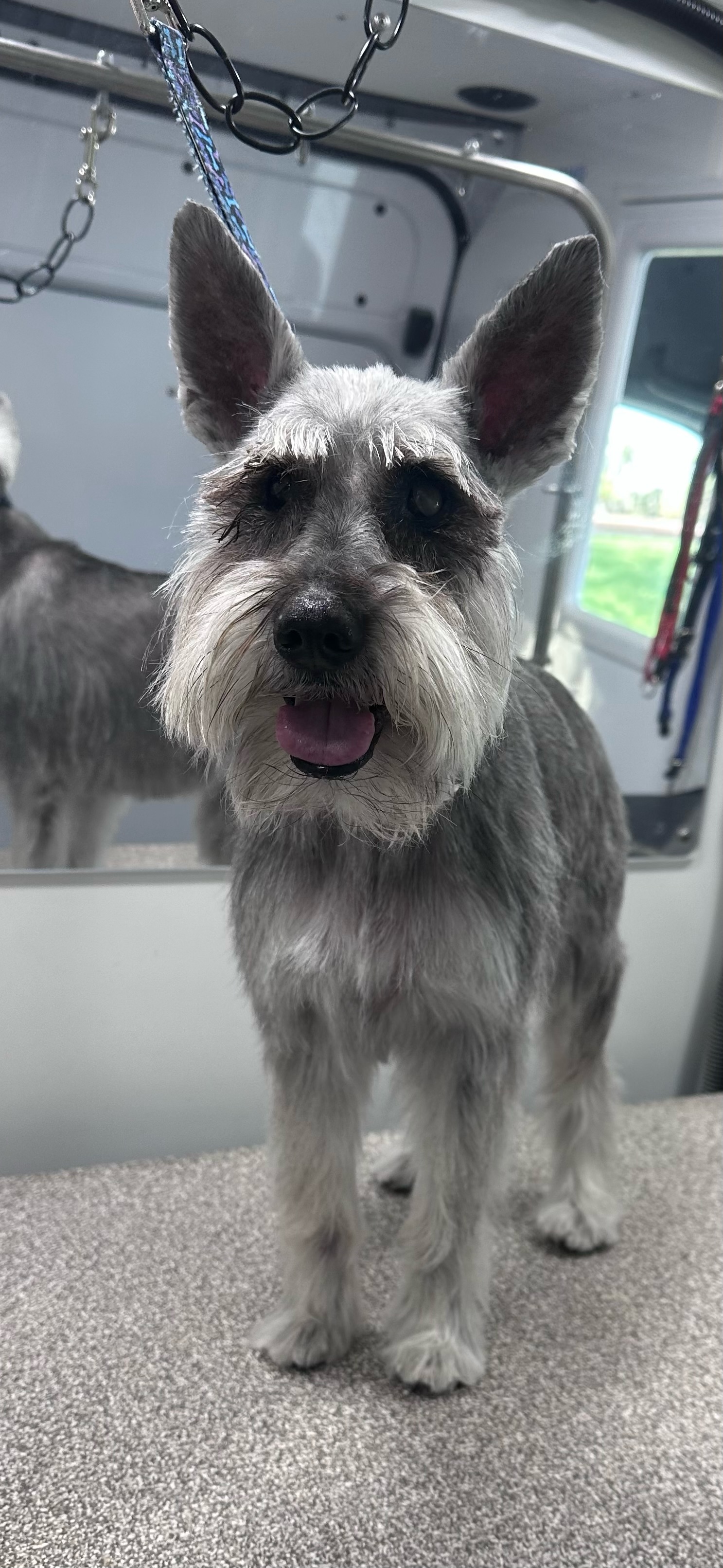 Calm one-on-one grooming session inside the Pup Scouts van