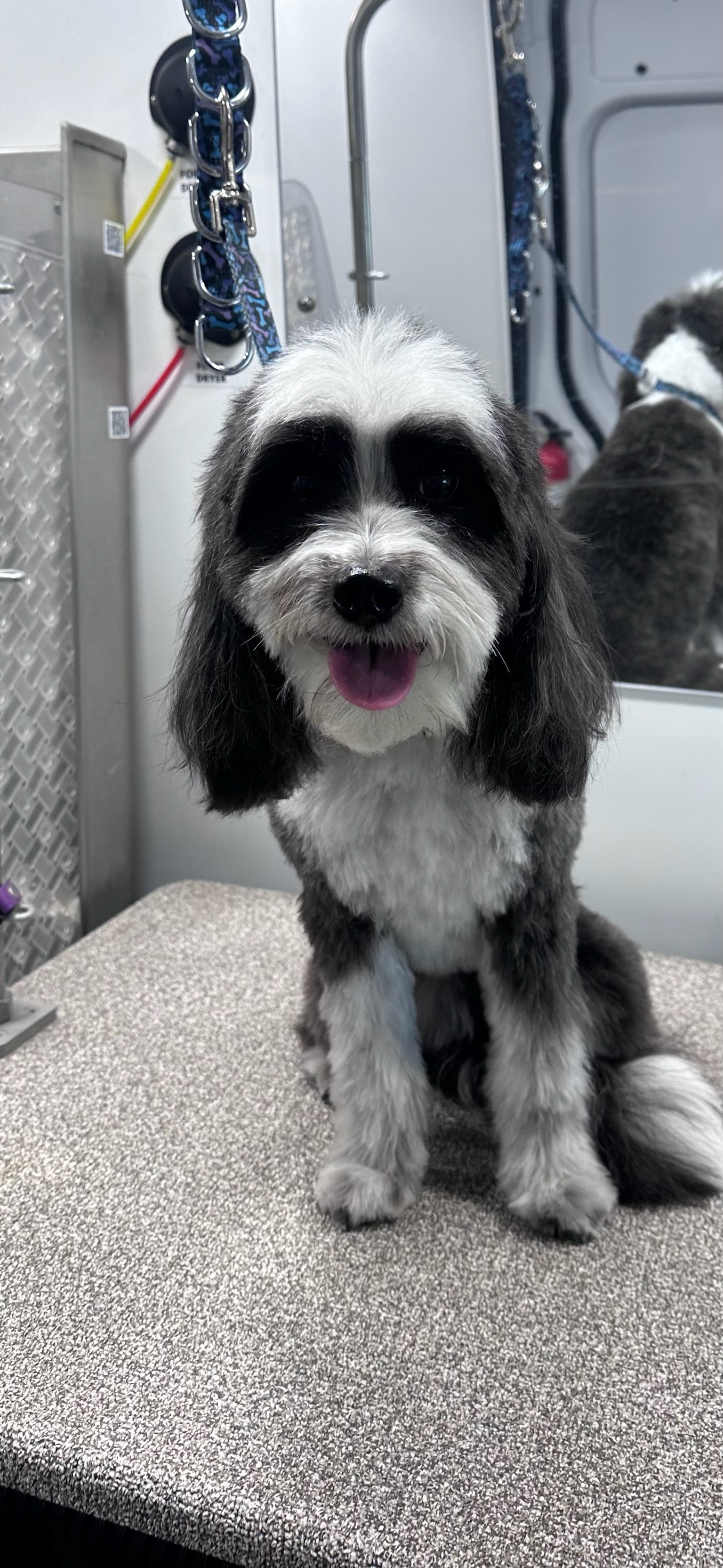 Pup Scouts van providing dog grooming in a Charlotte neighborhood