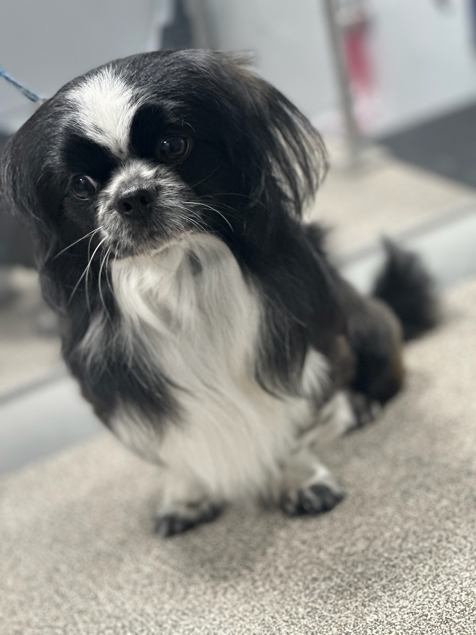 Pup Scouts groomer caring for a dog inside the van