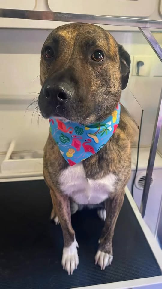 Pupology Mobile Grooming limited appointments post