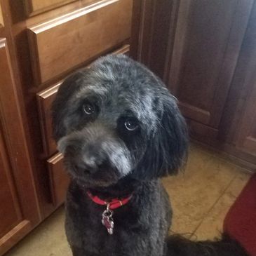 Groomed dog on Puppy Cuts Mobile Grooming website