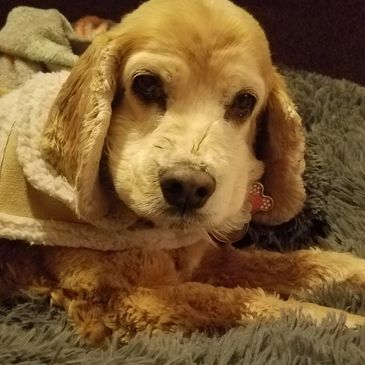 Another groomed dog featured by Puppy Cuts Mobile Grooming