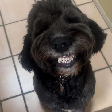 Dog featured in Puppy Cuts Mobile Grooming website imagery