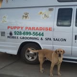 Puppy Paradise grooming photo