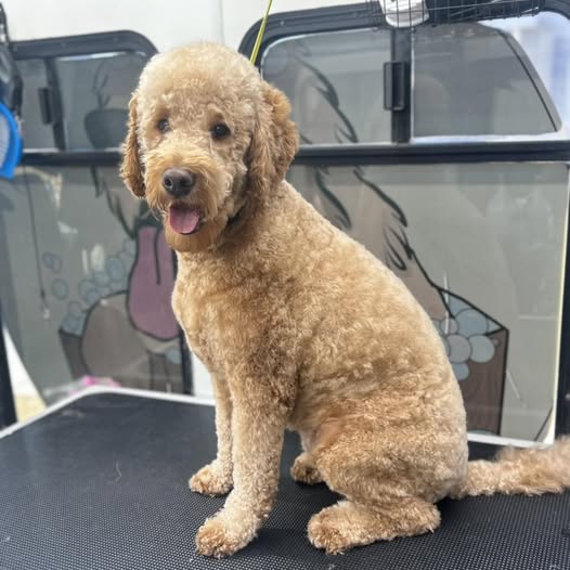 Puppy Suds Mobile Dog Grooming