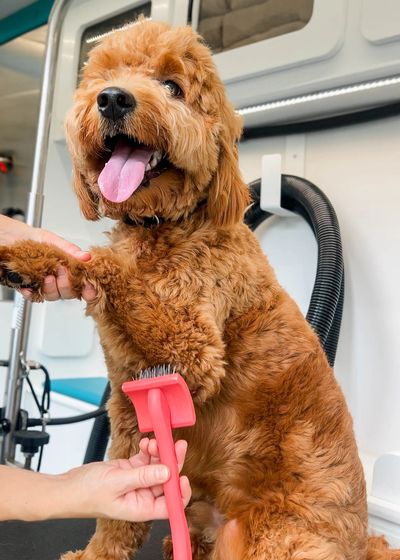 Dog at Pups Mobile Spa service and pricing page