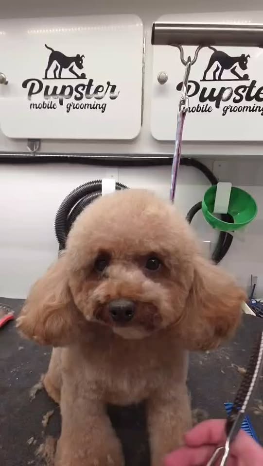 Toy poodle featured in a Pupster Mobile Grooming Facebook reel