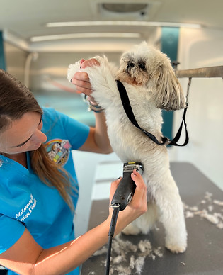 Dog after Rainbow Grooming appointment