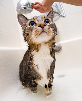 Cat grooming service promoted by Rainbow Grooming