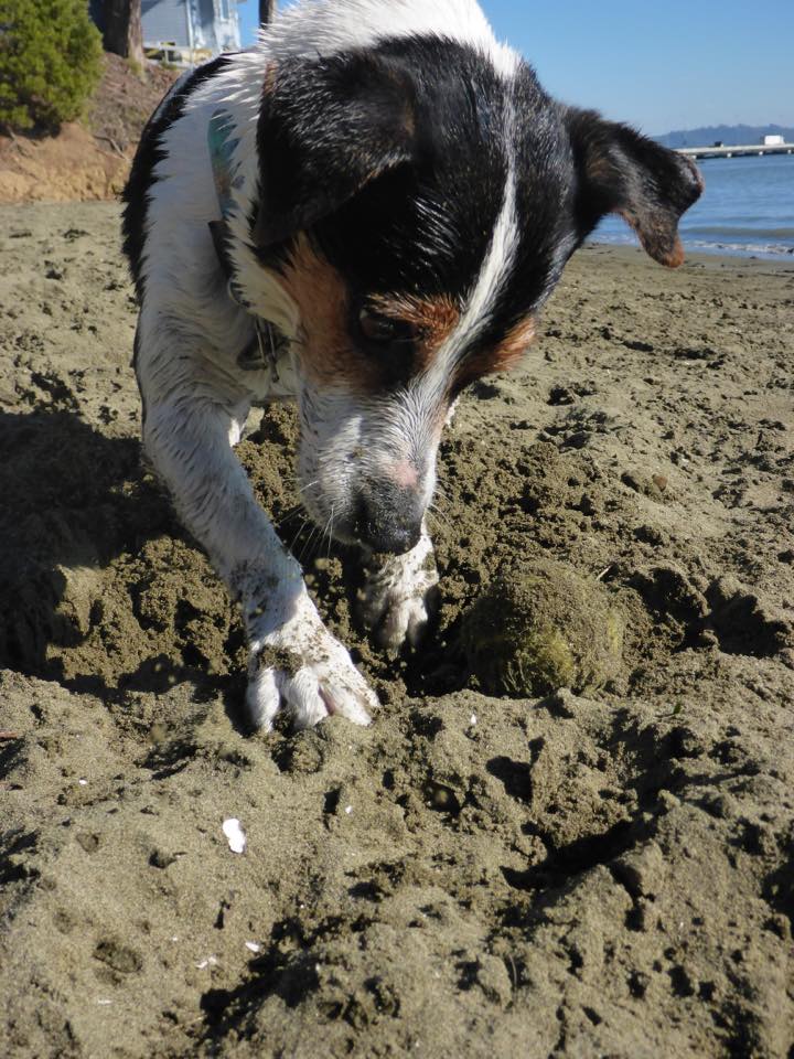 Red Rover Mobile Pet Services feature photo