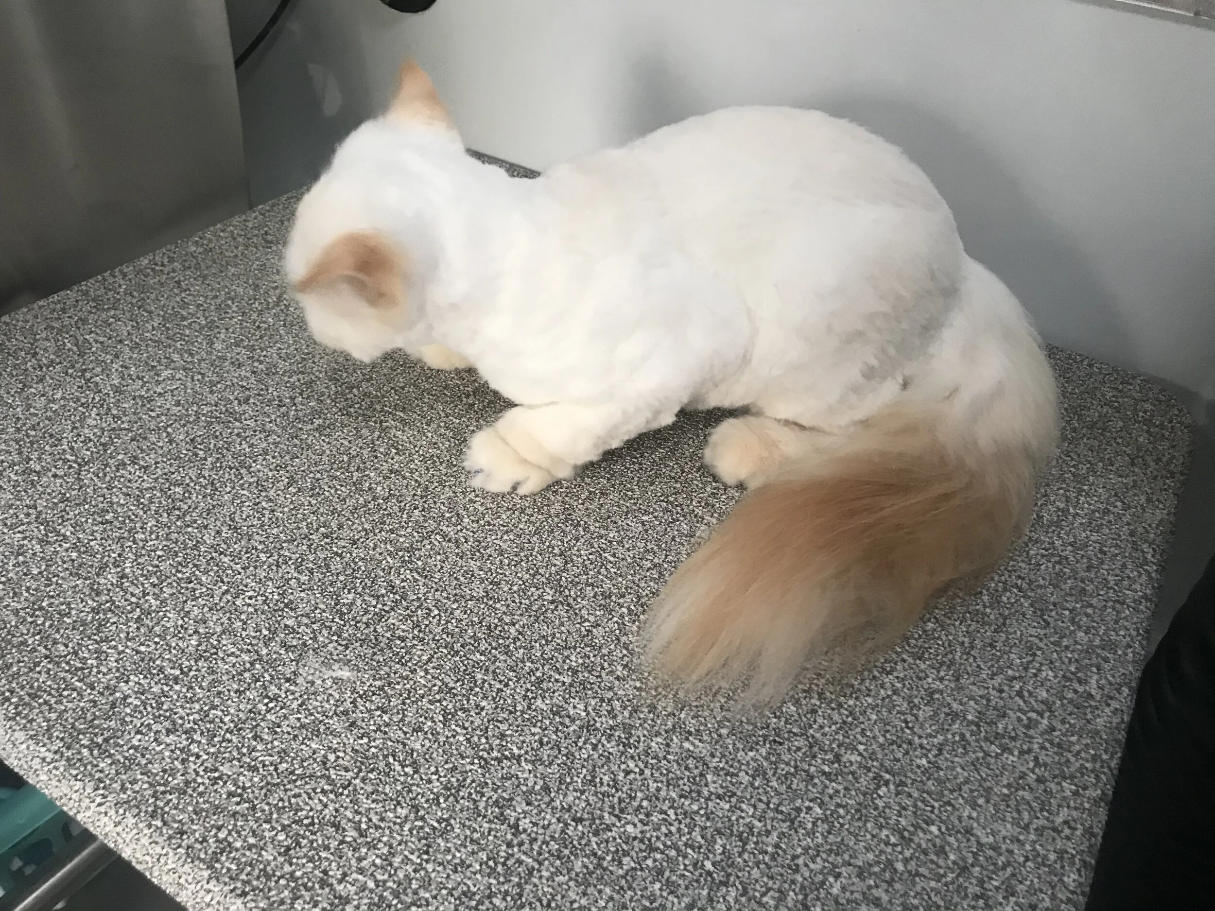 Cat after plush cut grooming