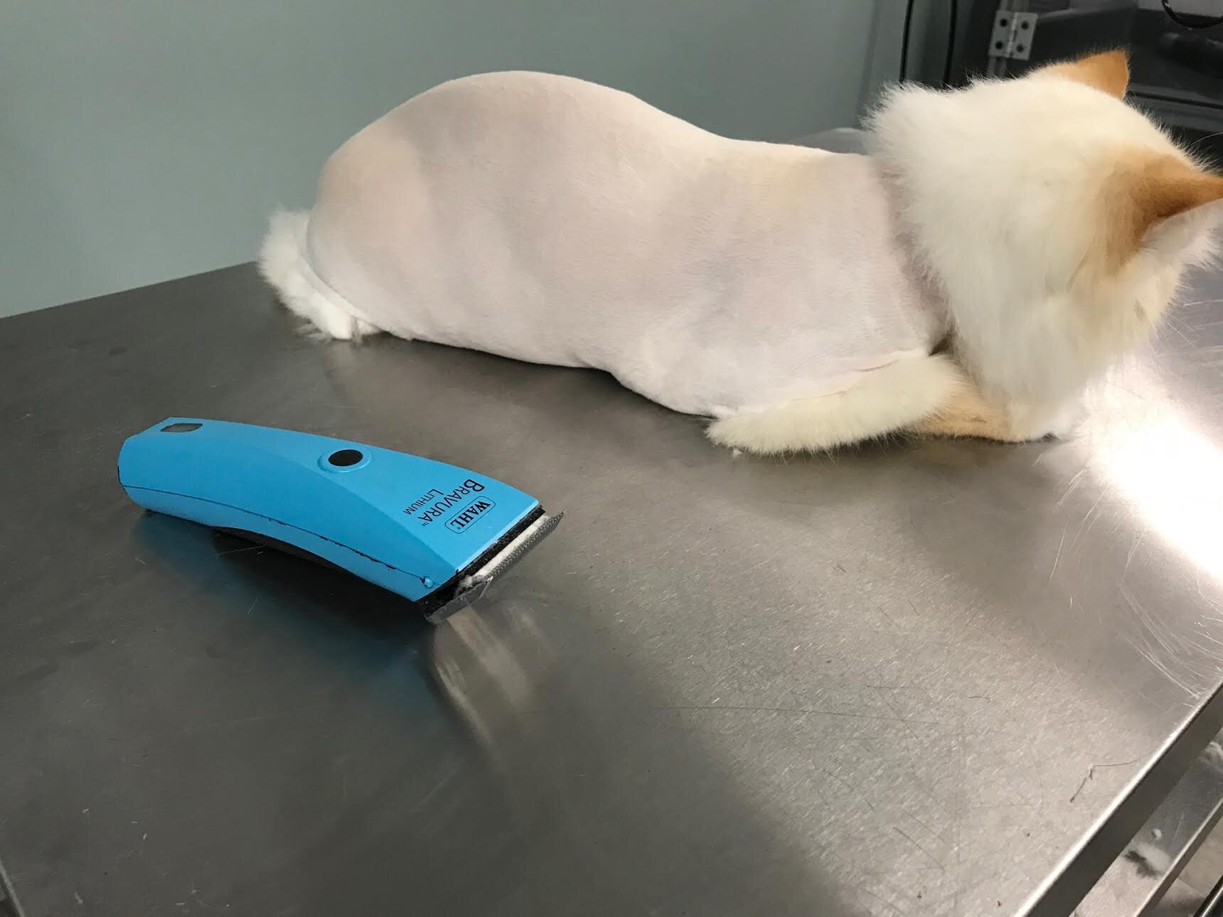 Cat with lion cut grooming style