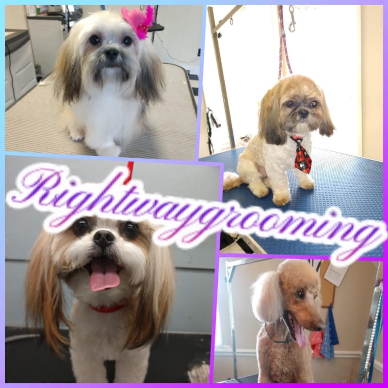 Right Way Mobile Pet Grooming cover photo