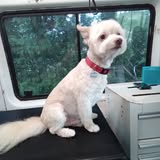 Grooming-related photo from Right Way Mobile Pet Grooming