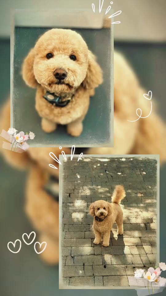 Rising Sun Dog Grooming