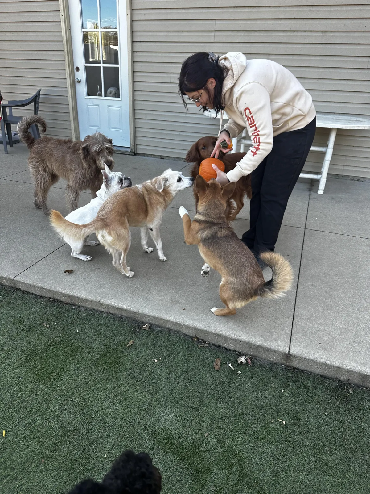Groomed dog after mobile appointment with Rolling Pup Wash