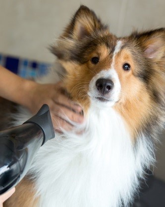 Dog grooming service image from Rover Done Over