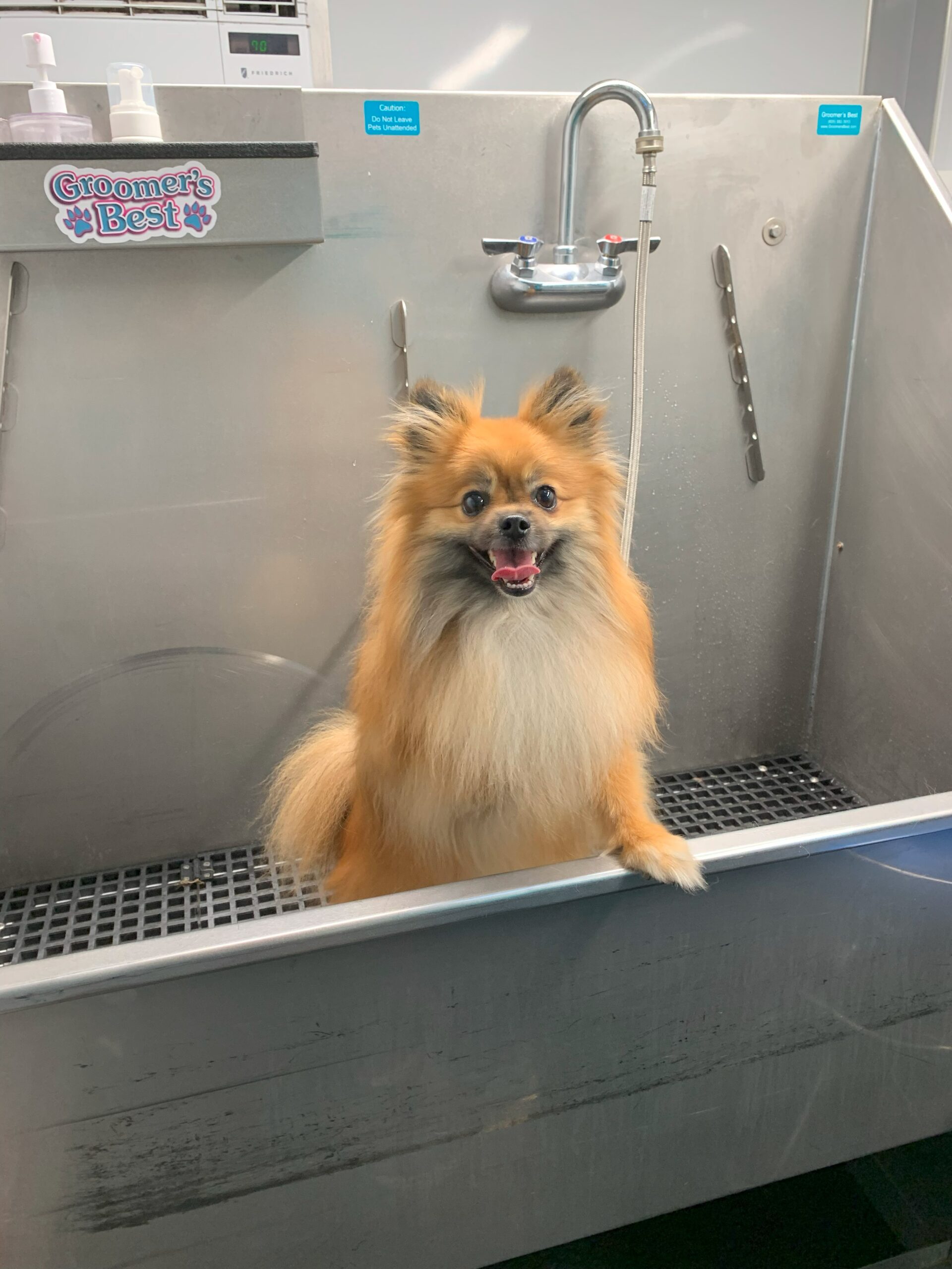 Freshly groomed dog from Rover Groomz