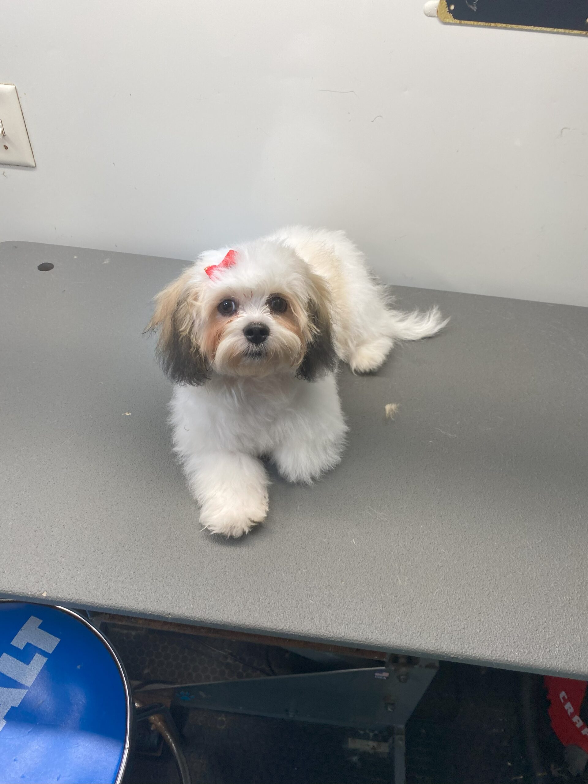 Another groomed dog from Rover Groomz