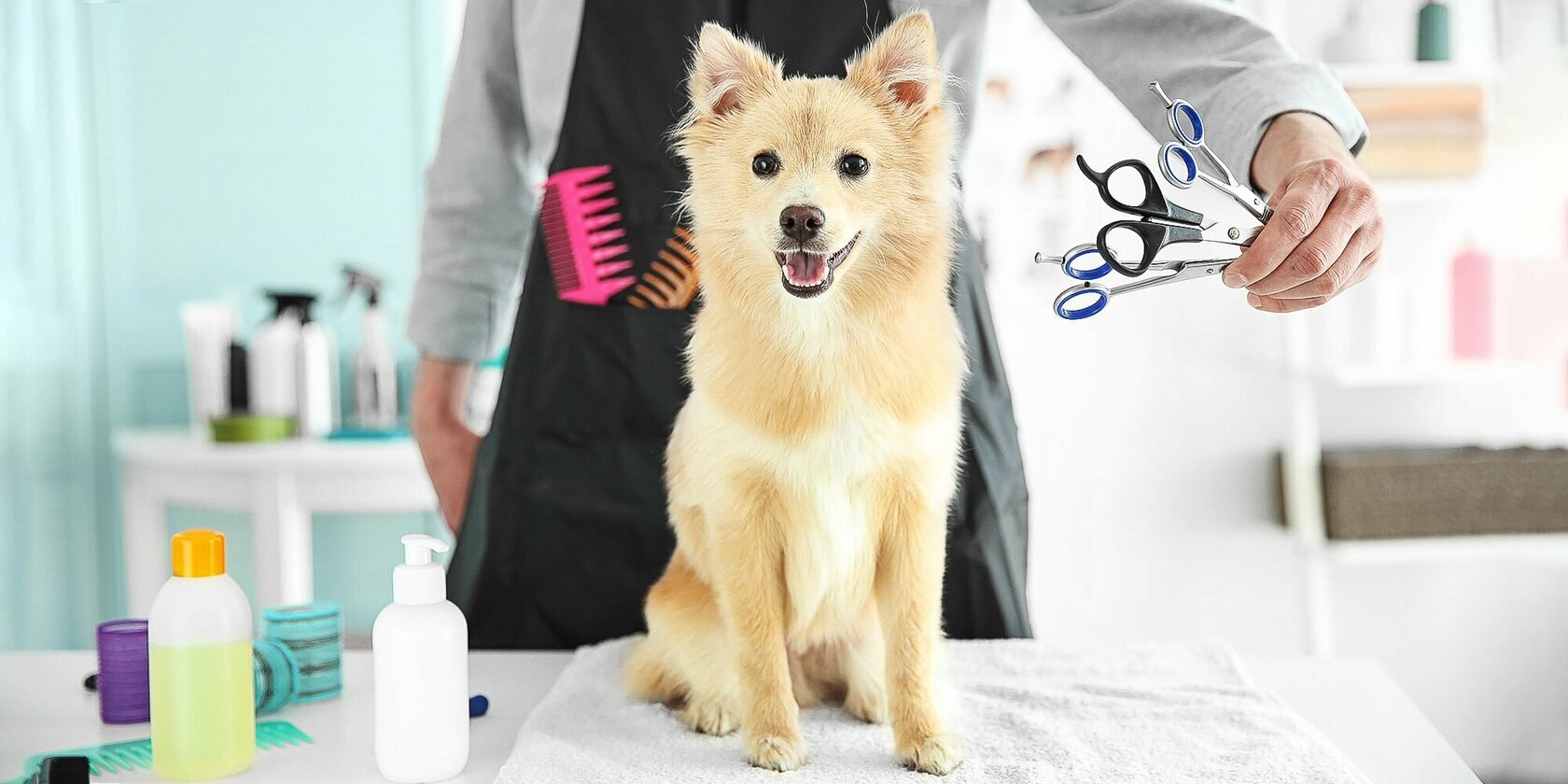 Roxy Paws Mobile Pet Spa