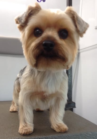 Ruff Fresh Mobile Dog Grooming, LLC