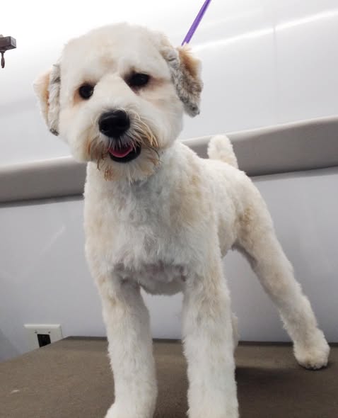 Ruff Fresh dog grooming photo